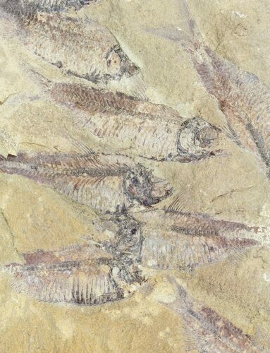 Fossil Fish (Gosiutichthys) Mortality Plate - Lake Gosiute #57879